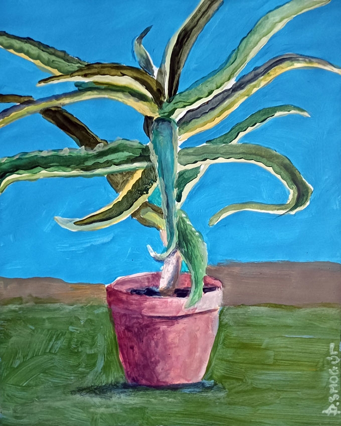 aloes - Piotr Smogór