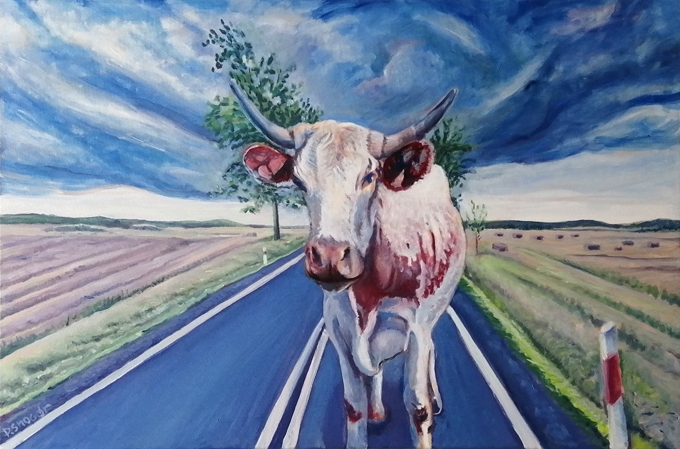 krowa na DK8 - Piotr Smogór