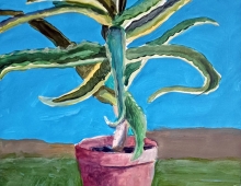 aloes - Piotr Smogór