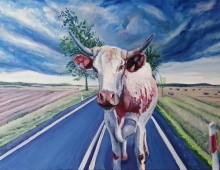 krowa na DK8 - Piotr Smogór